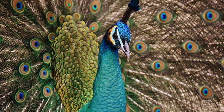 طاووس‌ نر 