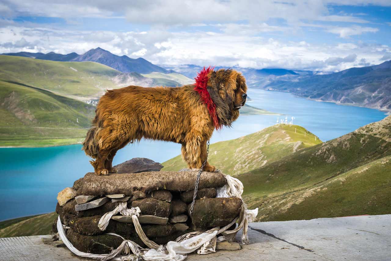 راز سازگاری سگ‌های ماستیف‌ تبت به زندگی در ارتفاعات