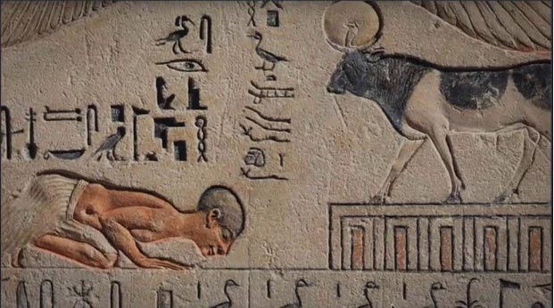 تکریم گاو در مصر باستان