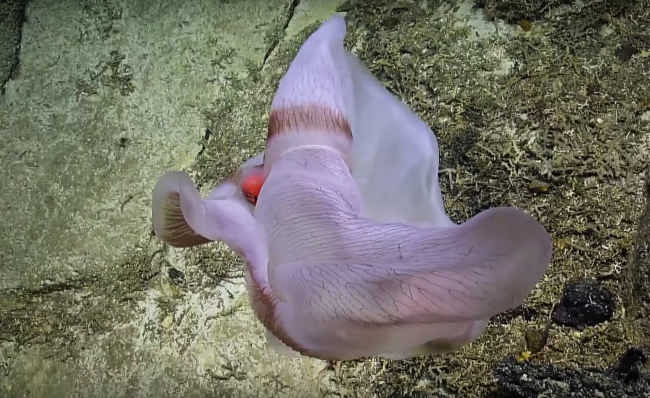 کاوشگران در ژرفای دریا به این موجود عجیب‌الخلقه برخوردند