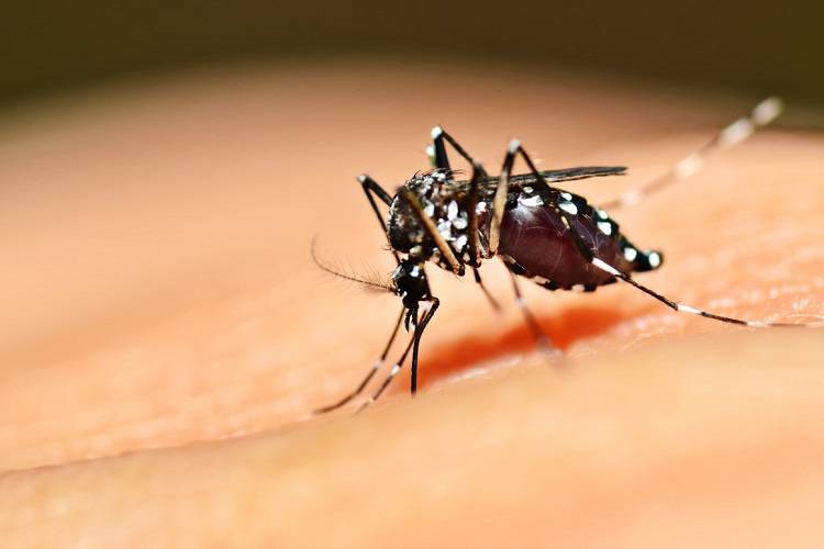 شکست رویکرد کنترل ژنتیکی پشه‌های ناقل بیماری در برزیل