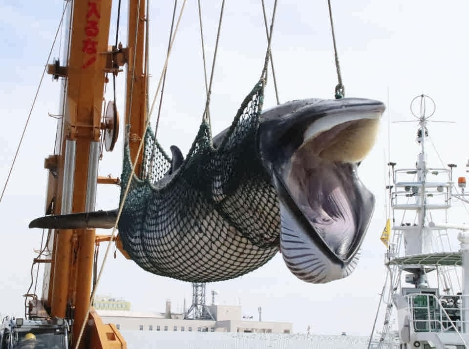 ژاپنی‌ها رسما شکار نهنگ را از سر گرفتند