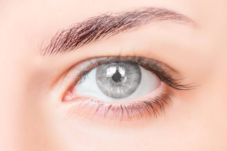دانشمندان از اولین مراحل شکل‌گیری بینایی پرده برداشتند