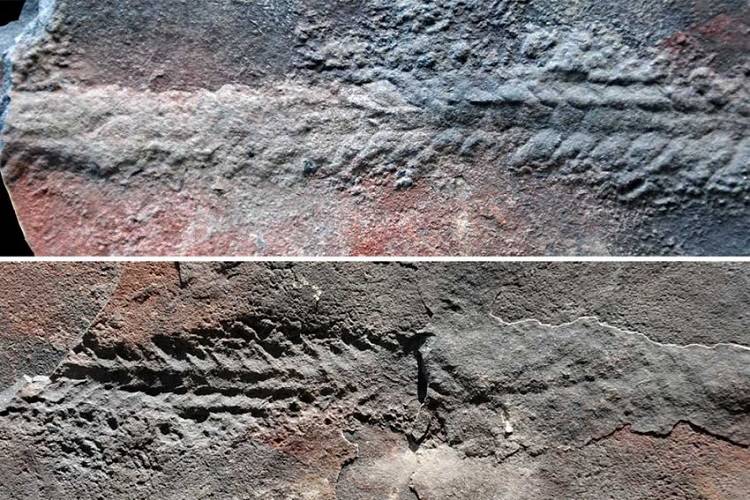 کشف فسیل نخستین ردپاهای موجودات باستانی در چین