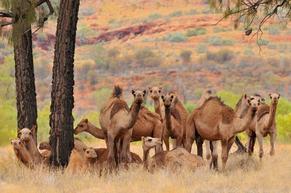 Australian feral camel / شتر رمیده استرالیایی