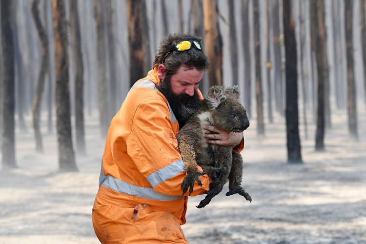 آیا واقعا نیم میلیارد حیوان در آتش‌سوزی‌های استرالیا کشته شدند؟