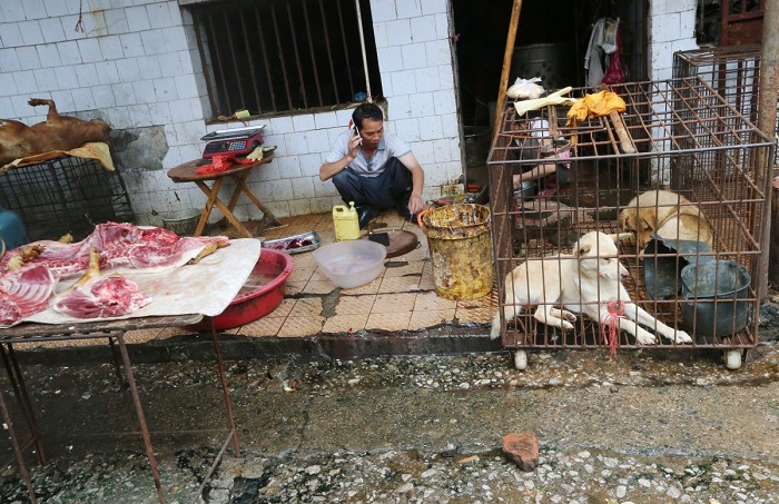 بازار حیوانات زنده چین