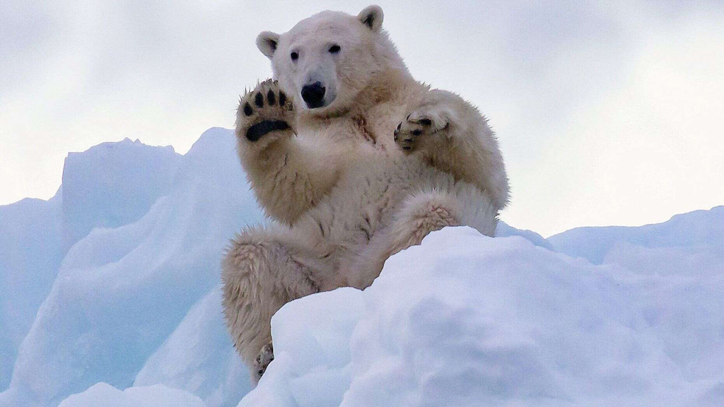 خرس قطبی که برای عکاسان دست تکان داد!