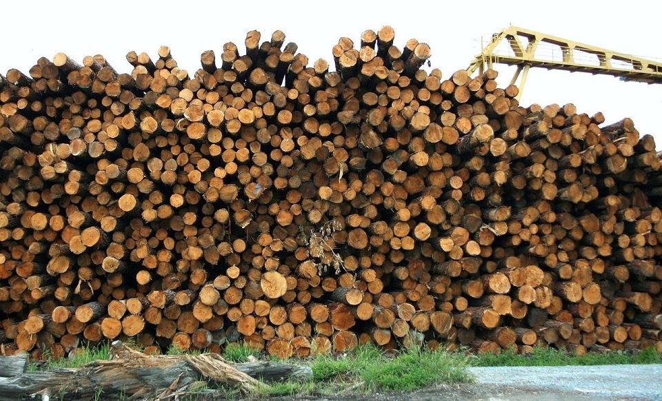 چوب بری غیرقانونی