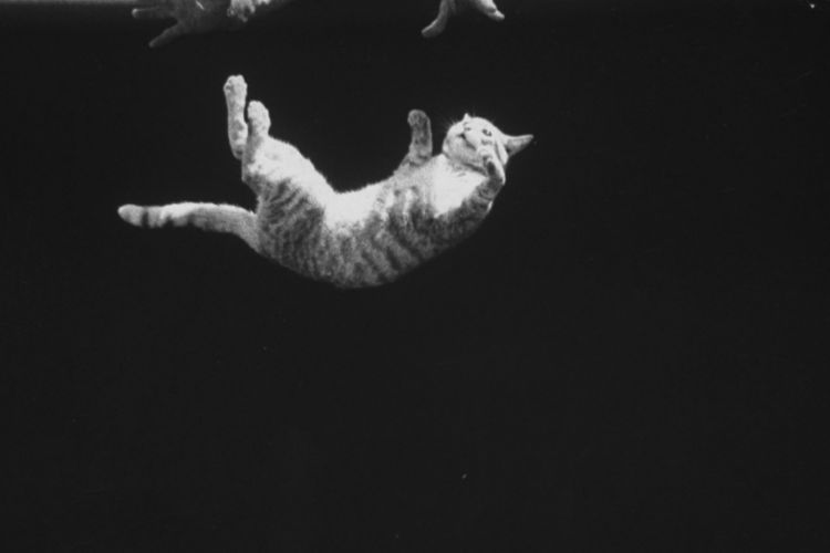 چرا گربه‌ها بعد از سقوط از ارتفاع، همیشه روی پاهایشان فرود می‌آیند؟