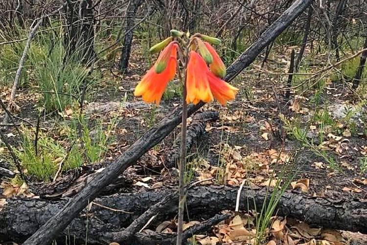 شکوفایی گیاهان بومی پس از آتش‌سوزی‌های استرالیا
