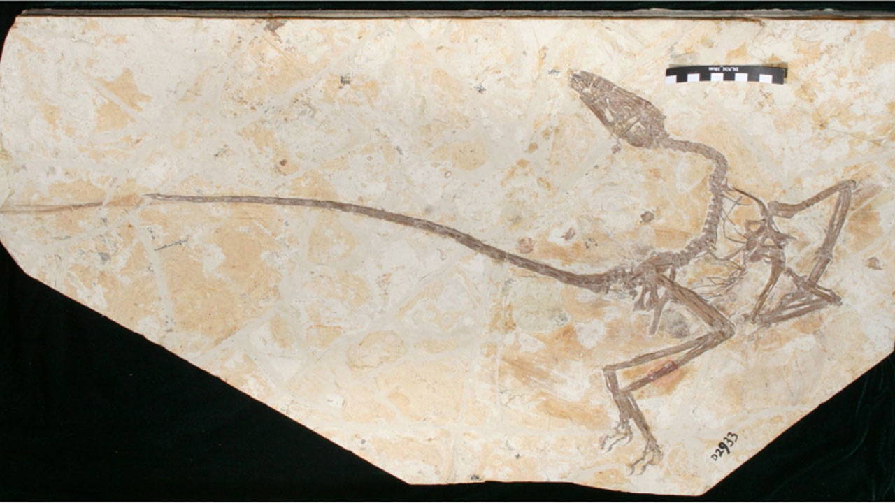 فسیل دایناسور جدید، مسیر تکاملی متفاوت پرندگان و دایناسورهای پردار را نشان می‌دهد