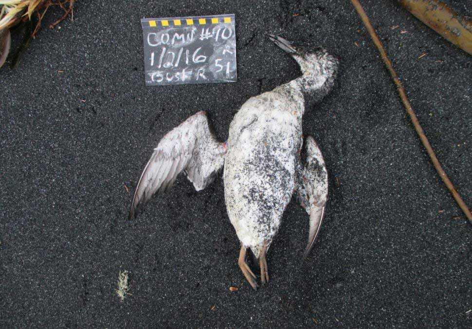 مرگ ۱ میلیون پرنده بر اثر حباب گرم در اقیانوس آرام