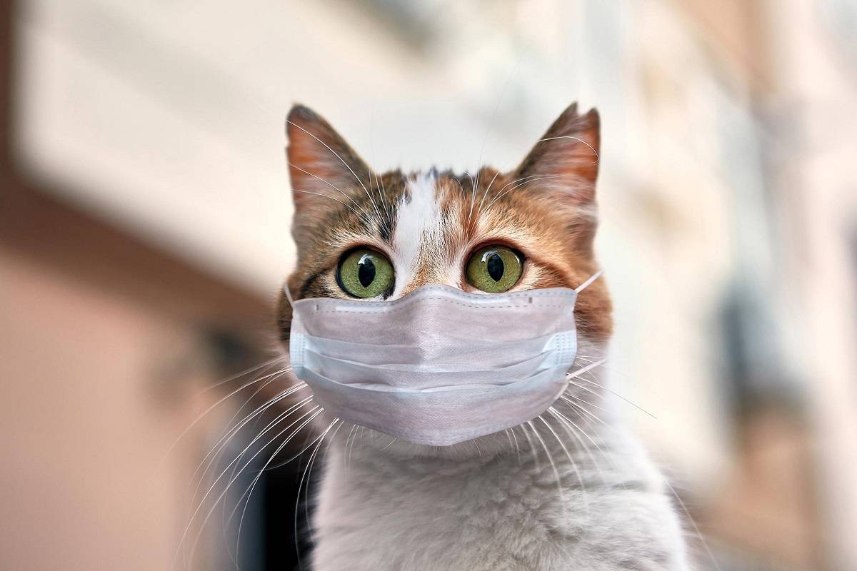 گربه‌ها می‌توانند ویروس کرونا را به یکدیگر منتقل کنند