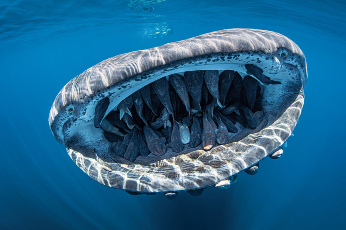 کوسه نهنگ ماده