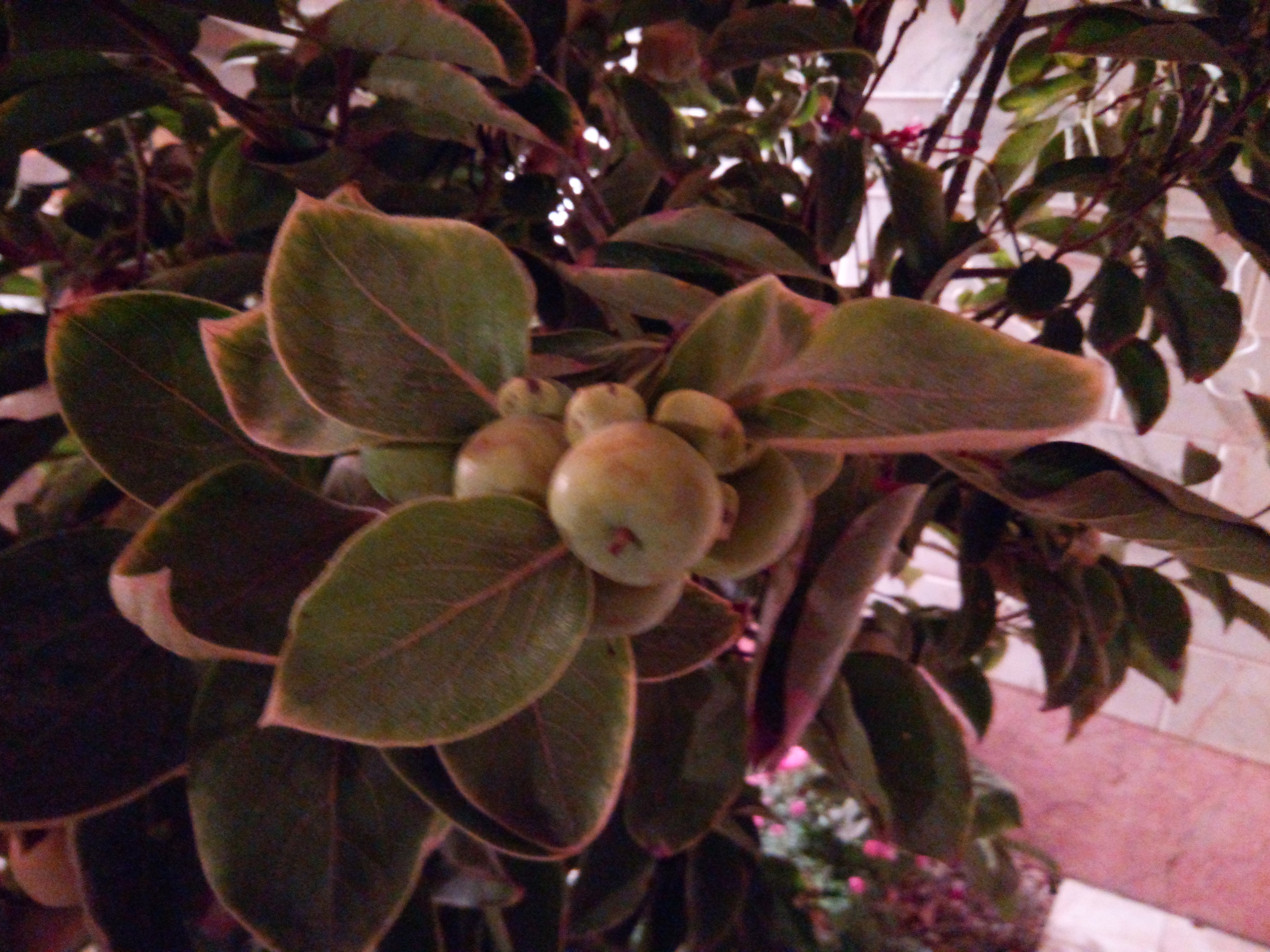 نمونه عکس دوربین اصلی جی پلاس Q10 - گیاه در تاریکی