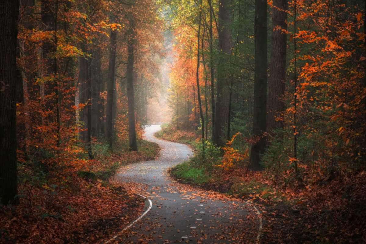 تصاویری زیبا از جنگل اسپولدر هلند در فصول مختلف
