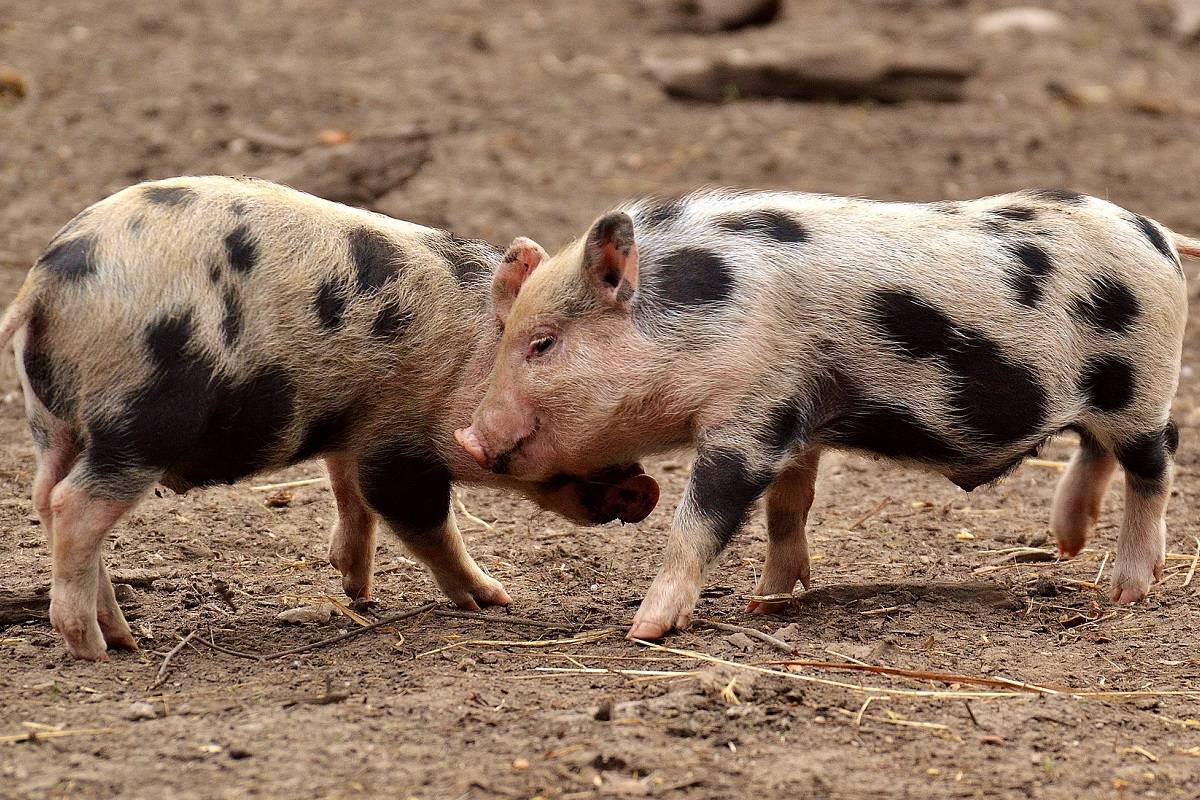 پژوهشگران توانایی انتقال ویروس کرونا خوکی به انسان را در مطالعه‌ای تازه نشان داده‌اند