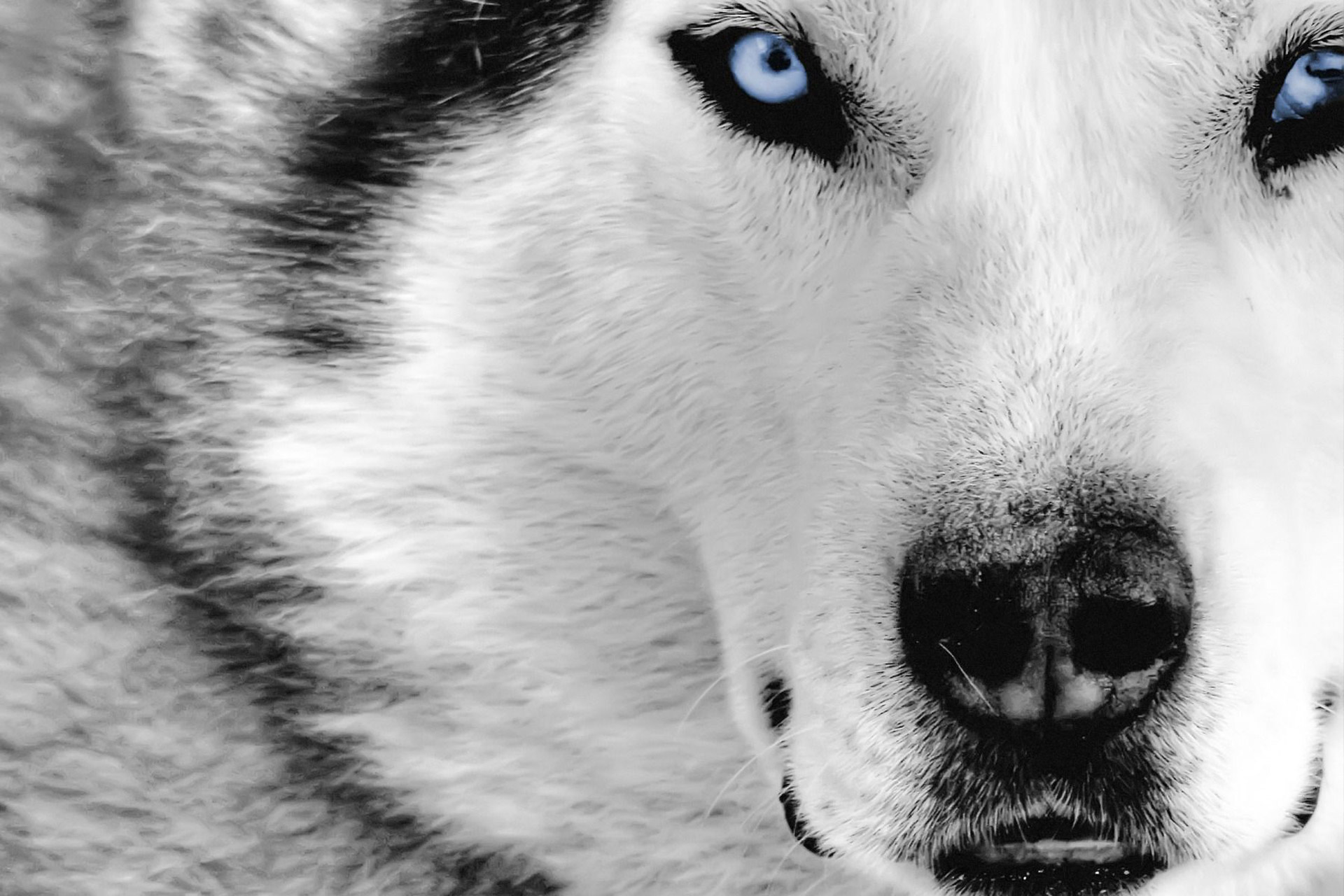 گرگ‌های بالغ هم مانند سگ‌ها به انسان وابسته می‌شوند