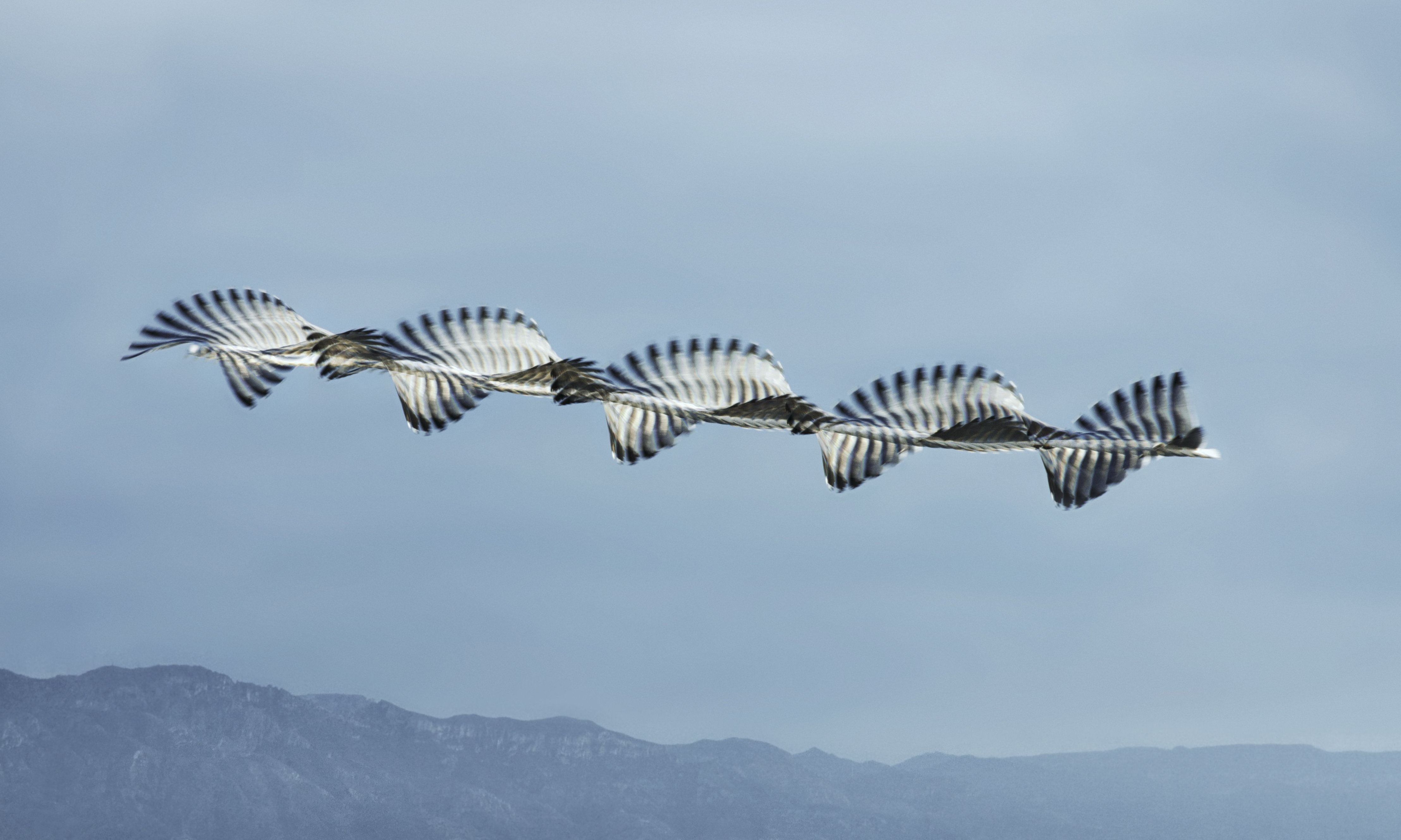 چند عکس خیره کننده که الگوهای پرواز پرندگان را به تصویر کشیدند - زومیت