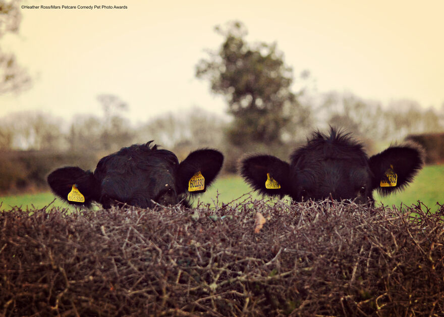 11-heather-ross-covert-cows.jpg