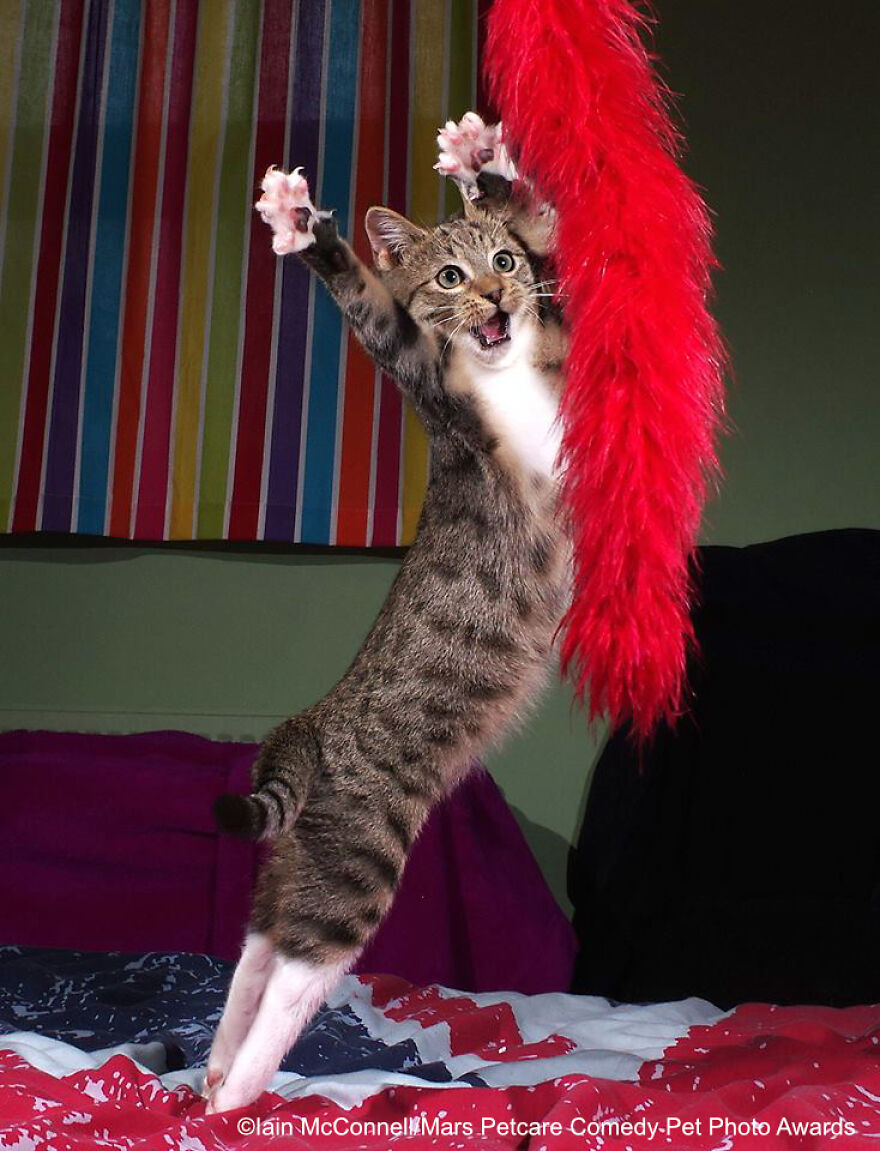 12-iain-mcconnell-the-dancing-kitten.jpg