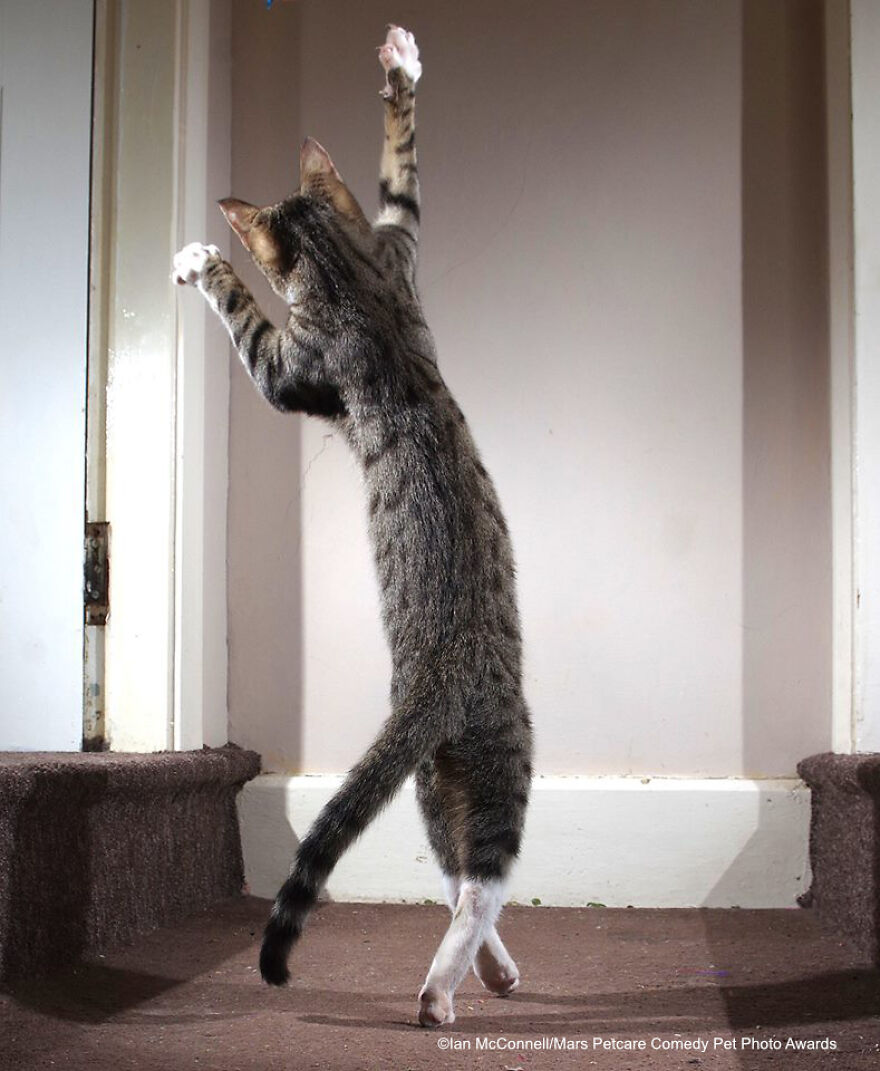 3-iain-mcconnell-the-dancing-cat.jpg