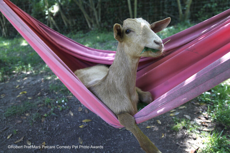 33-robert-prat-goat-relax-time.jpg