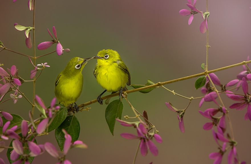 birds-kiss-by-dikyedarling-indonesia.jpg