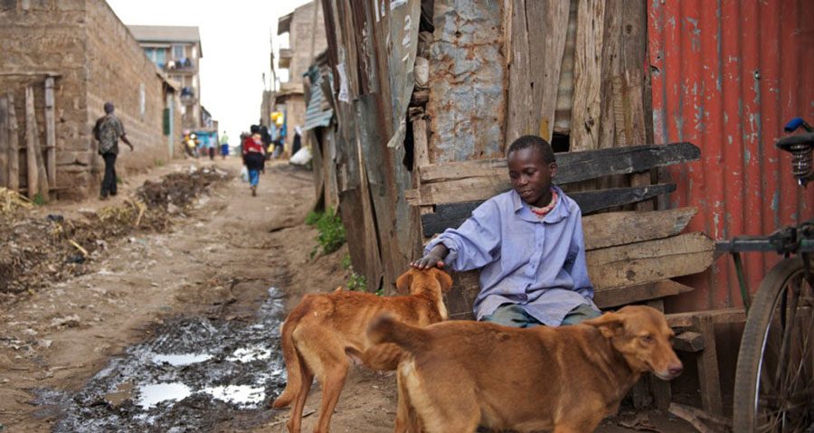 در کشورهای فقیر و توسعه‌نیافته سگ‌های ولگرد بیشترین نقش را در سرایت هاری دارند