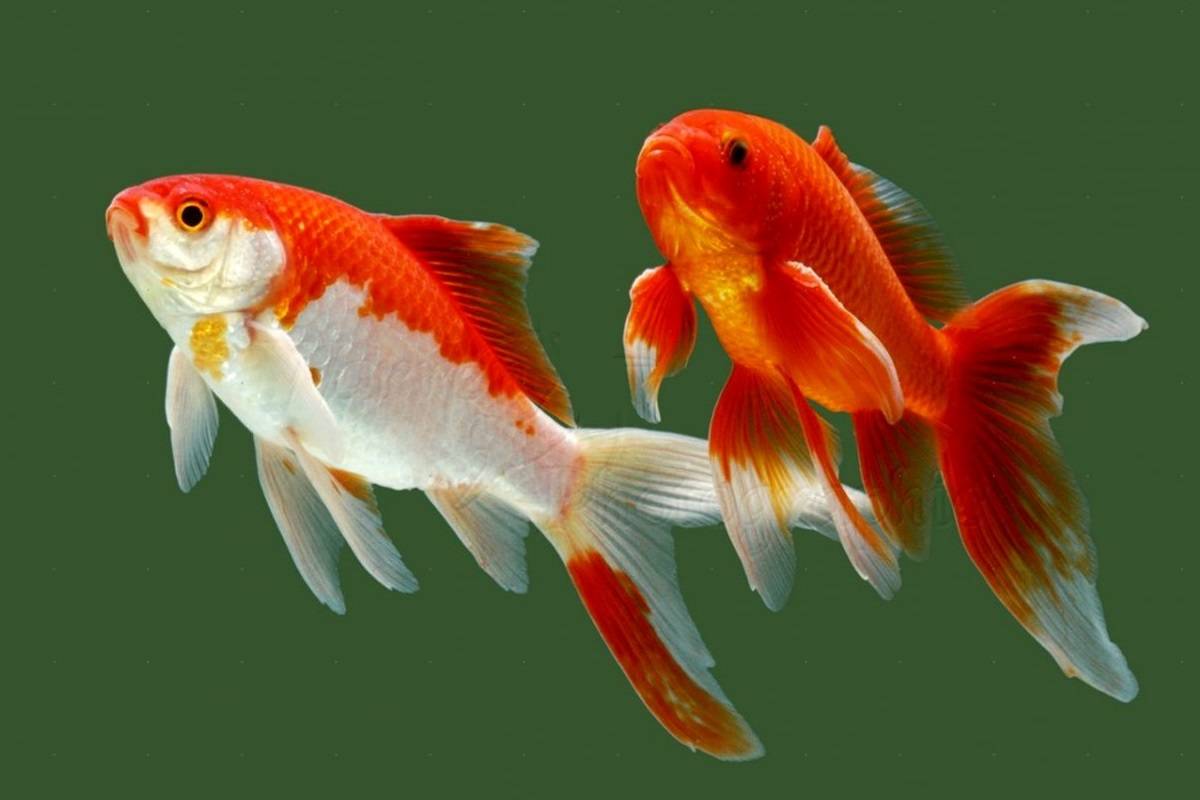 نگاهی به ژنوم عجیب ماهی طلایی‌ و دشواری‌های مطالعه‌ی آن