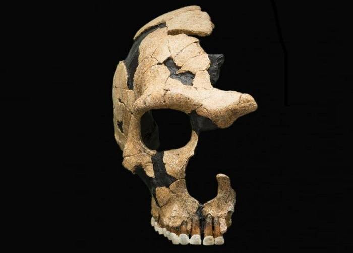 جمجمه نئاندرتال / Neanderthal skull 