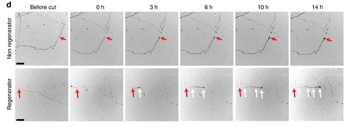 آکسون های تیمار شده و تیمار نشده عصب چشم / regenerating and  nonregenerating axon