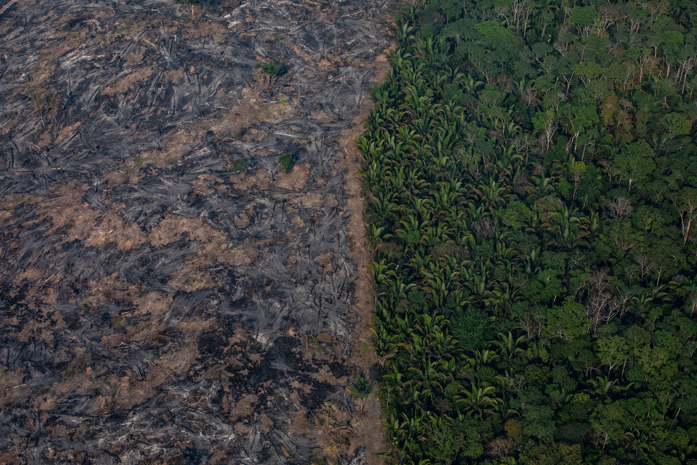 مبارزه با تغییرات اقلیمی؛ کاشت درخت یا رشد مجدد طبیعی جنگل‌ها؟ 