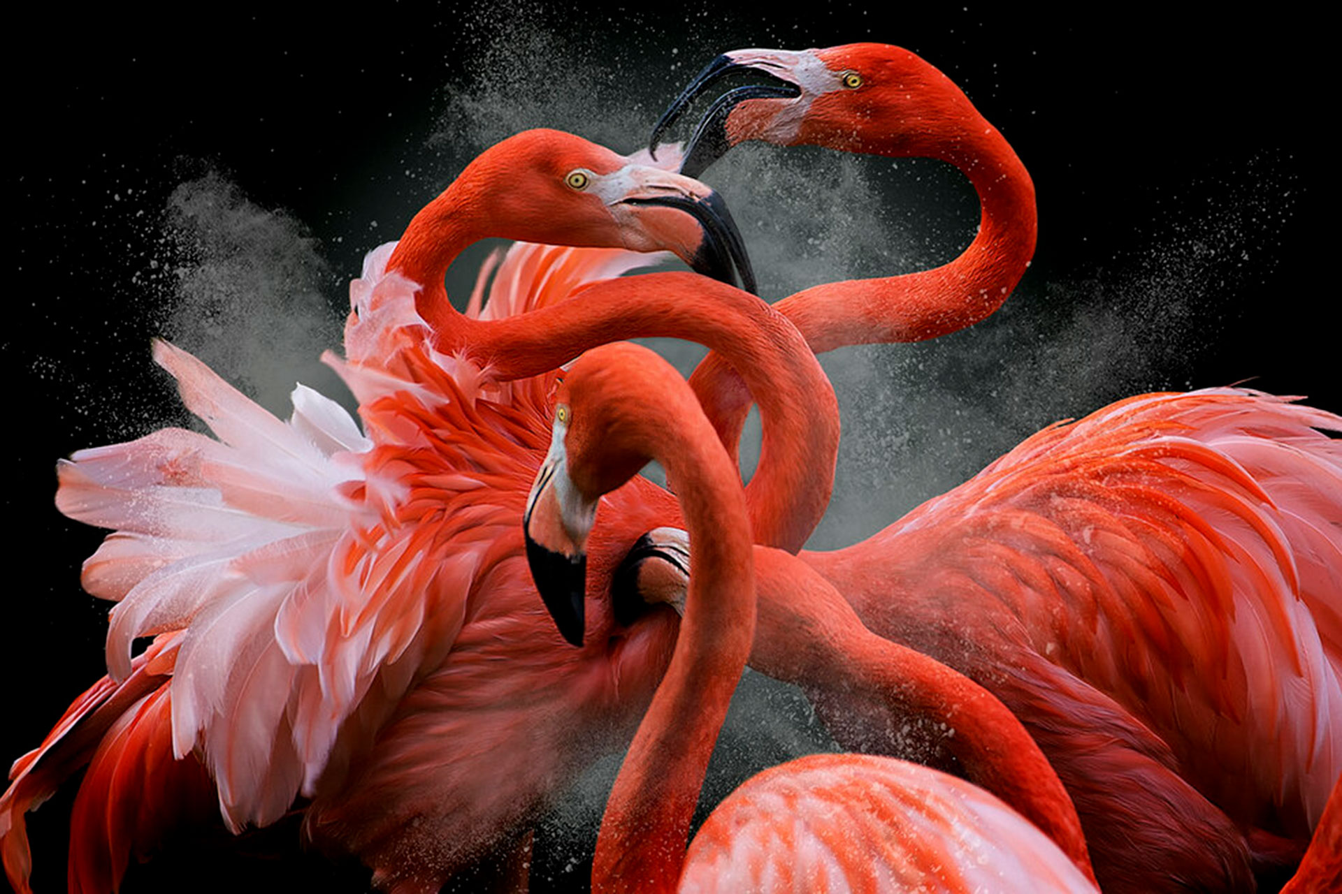 برندگان مسابقه عکاسی BPOTY؛ زیباترین تصاویر از دنیای پرندگان