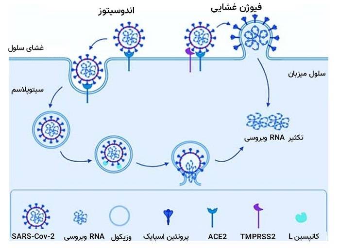 کرونا چگونه وارد سلول میشود / coronavirus get inside cell