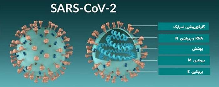 مولکول ویروس کرونا / coronavirus molecule