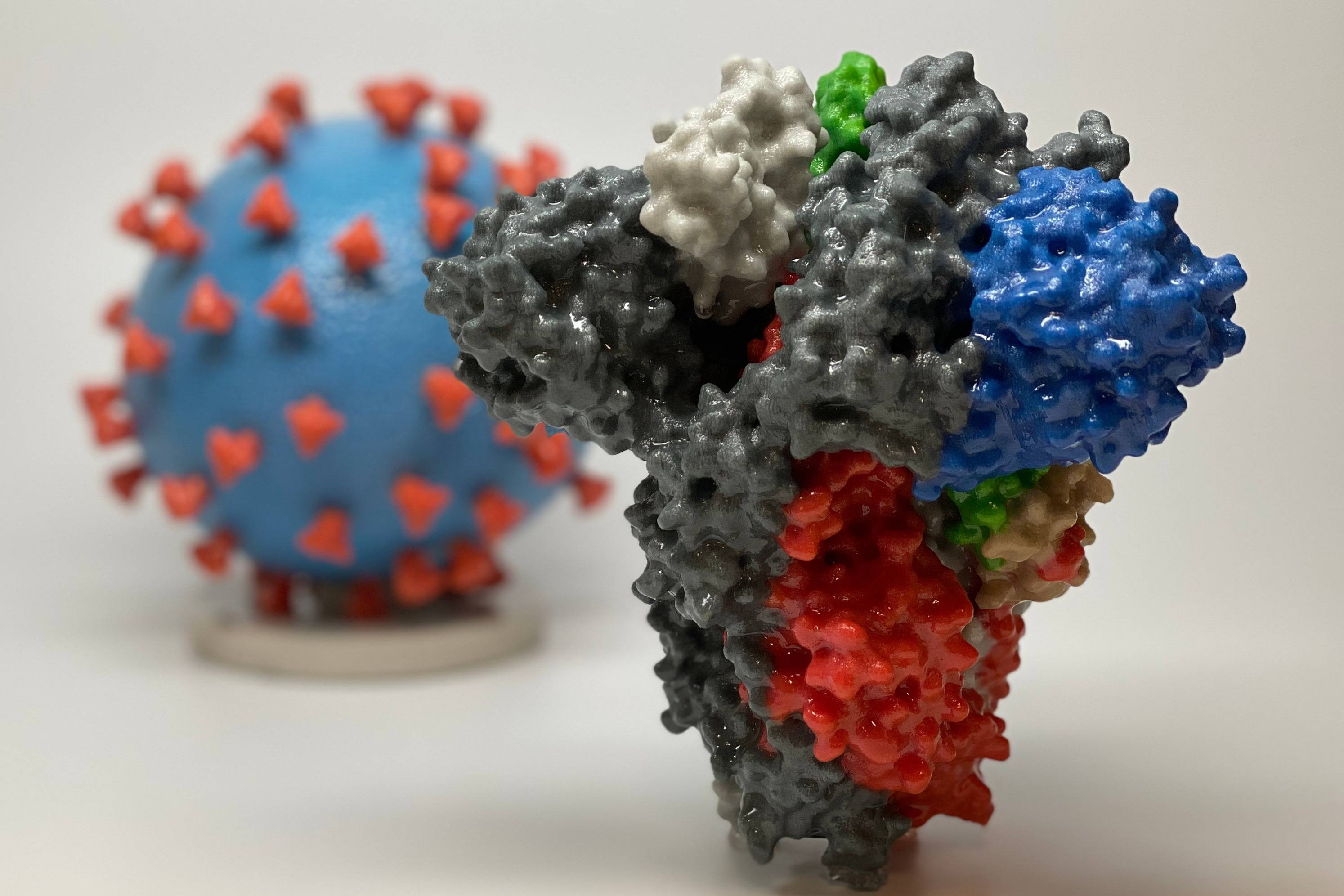 واریانت جدید ویروس کرونا؛ پروتئین اسپایک و اهمیت جهش‌های آن 