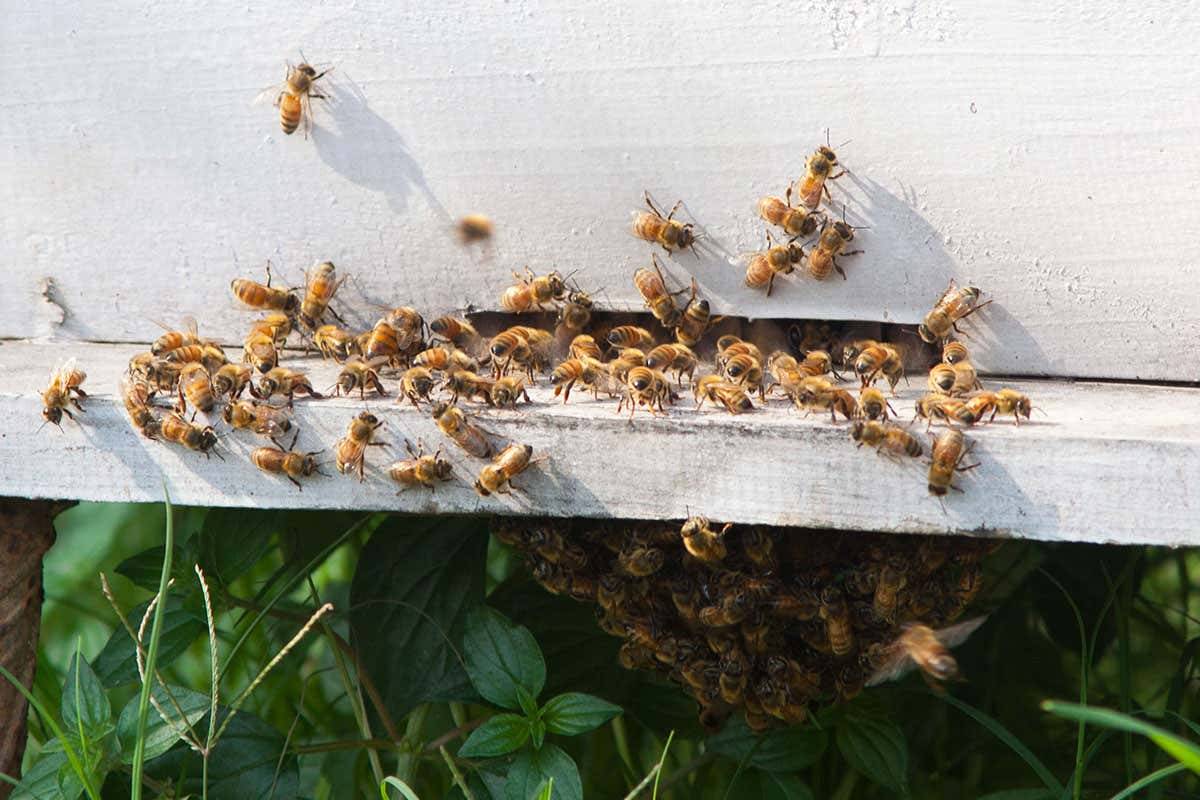 زنبورهای عسل در طبیعت از ابزار استفاده می‌کنند