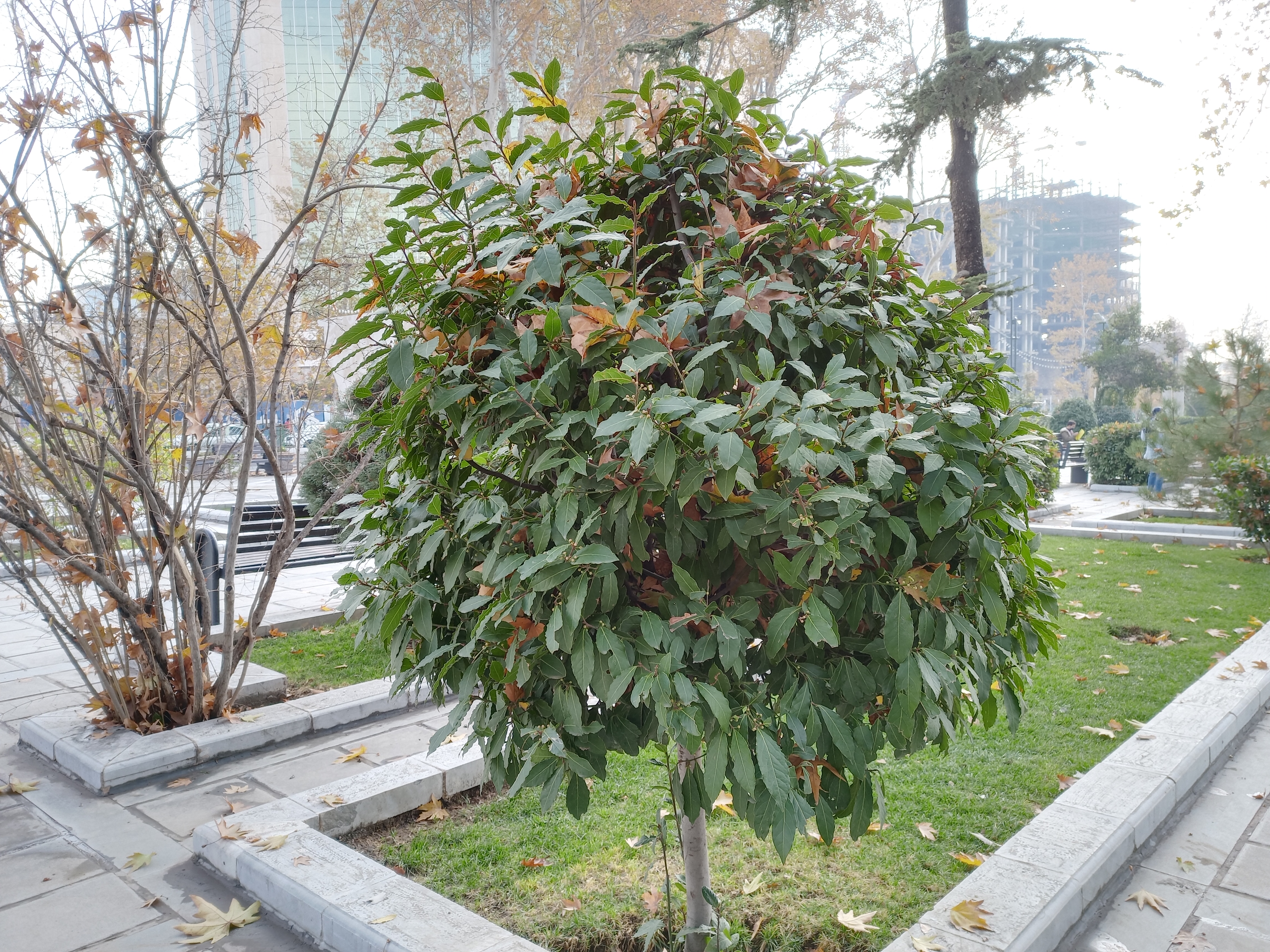 نمونه عکس دوربین اصلی گوشی هواوی Y9a در طول روز - درختچه‌ای در پارک ملت تهران