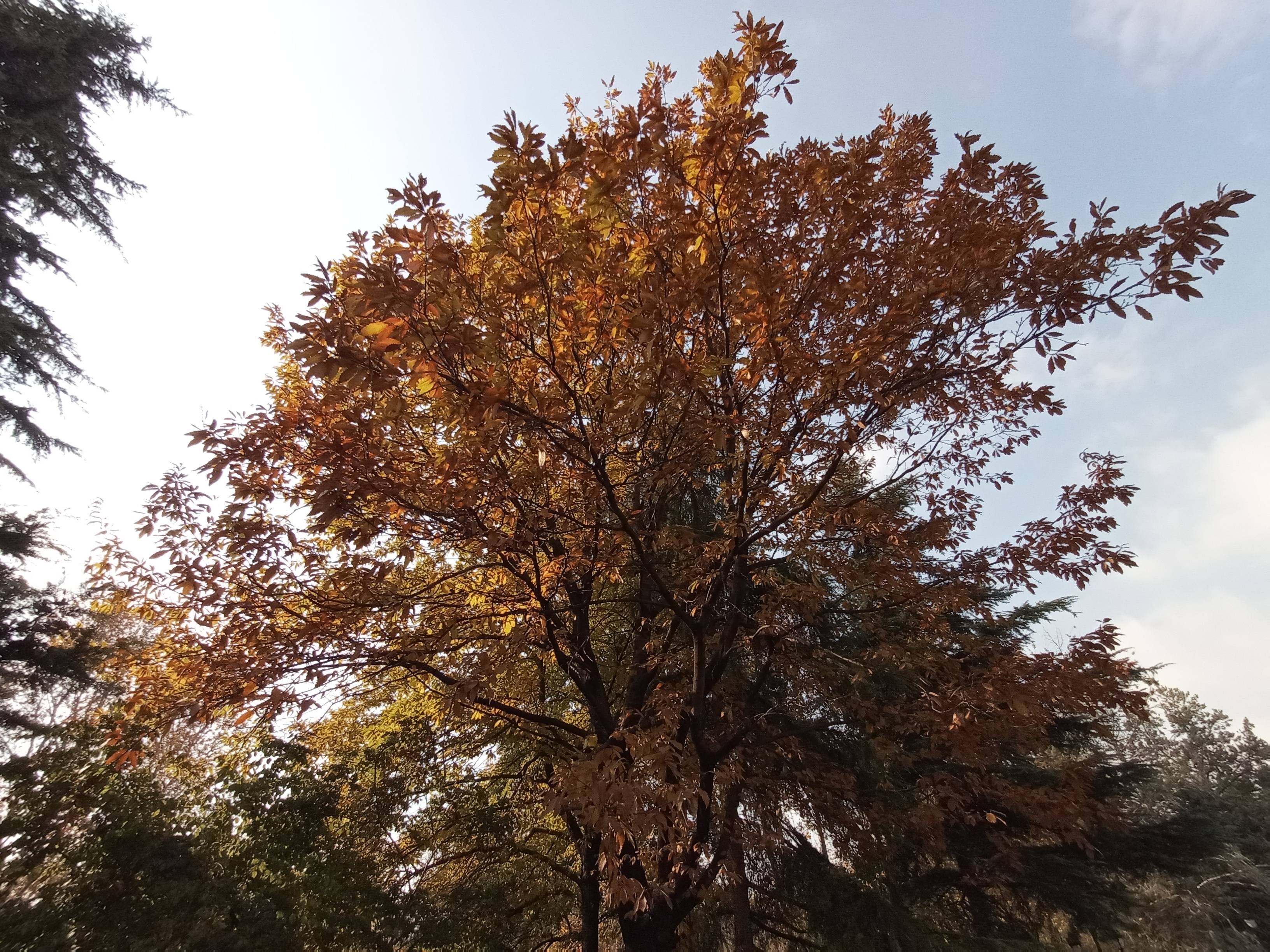 نمونه عکس دوربین اولتراواید گوشی هواوی Y9a در طول روز - درختی با برگ‌های پاییزی در پارک ملت تهران