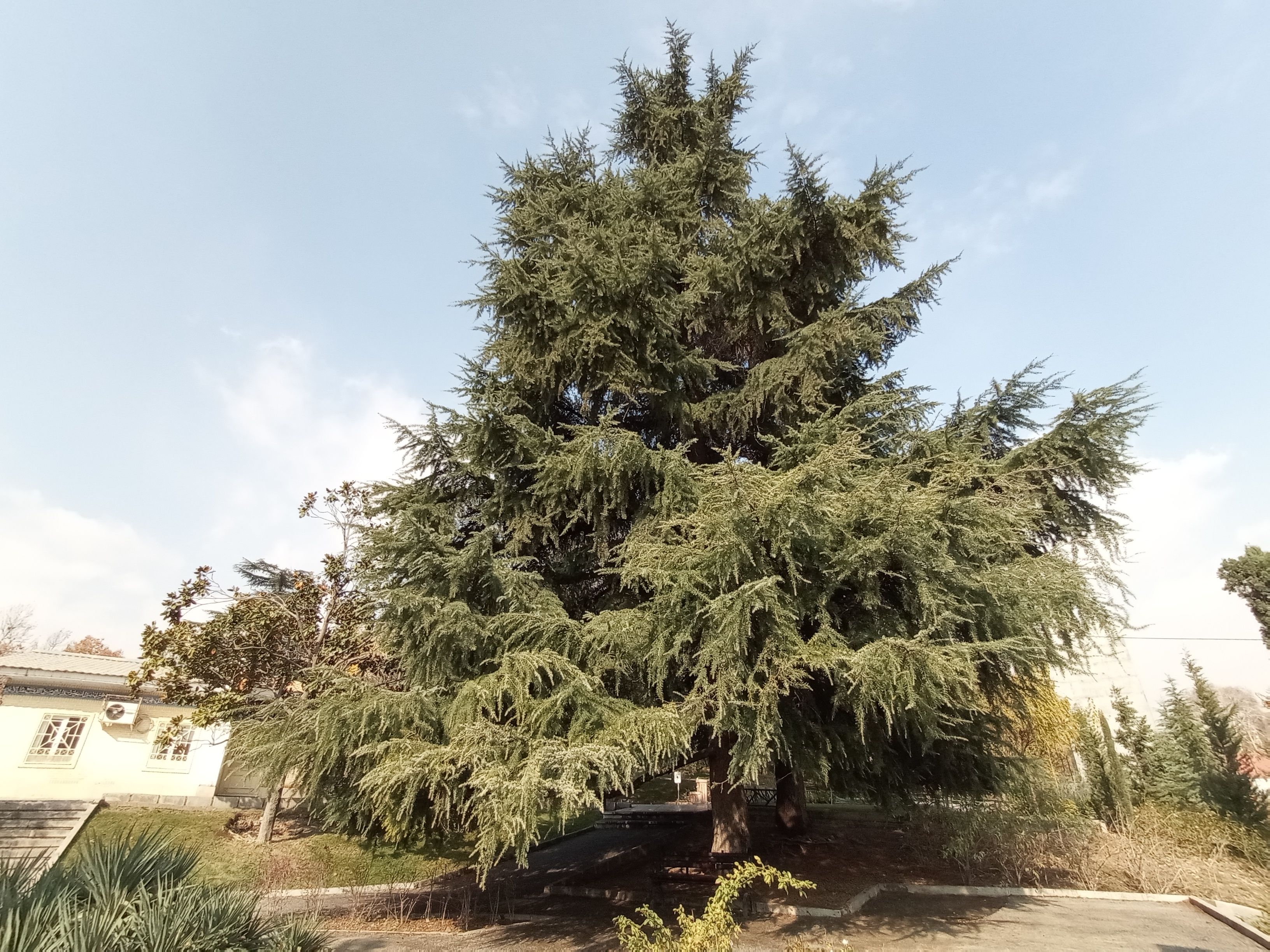 نمونه عکس دوربین اولتراواید گوشی هواوی Y9a در طول روز - درختی در پارک ملت تهران