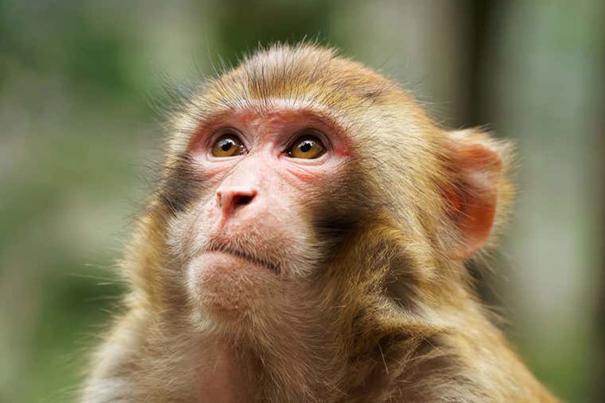 دستگاه تحریک مغز به میمون‌ها اجازه می‌دهد بدون استفاده از چشم ببینند