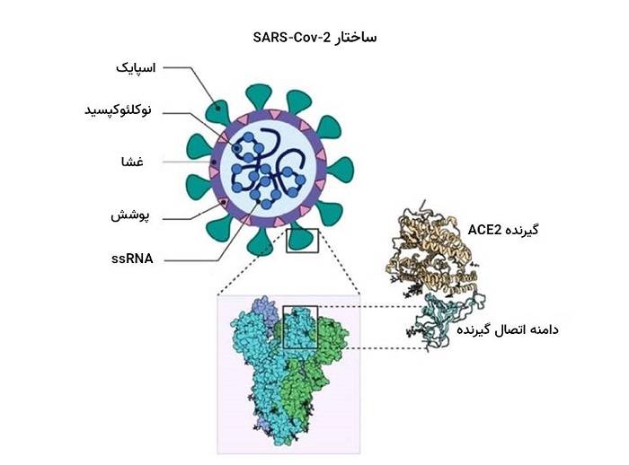 ویروس کرونا و پروتئین اسپایک / coronavirus spike protein