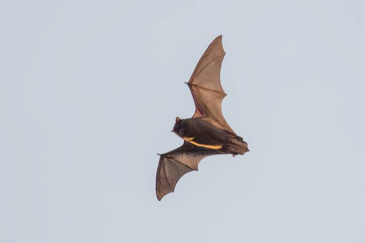 ویروس کرونا جدید احتمالا از خفاش‌ها منشا گرفته است