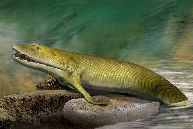 کشف شواهدی از تکامل انگشت در ماهی‌ها