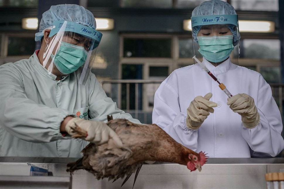 Avian Flu / آنفولانزای مرغی