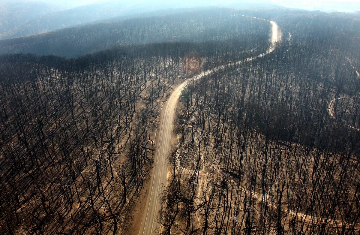 جنگل سوخته در استرالیا