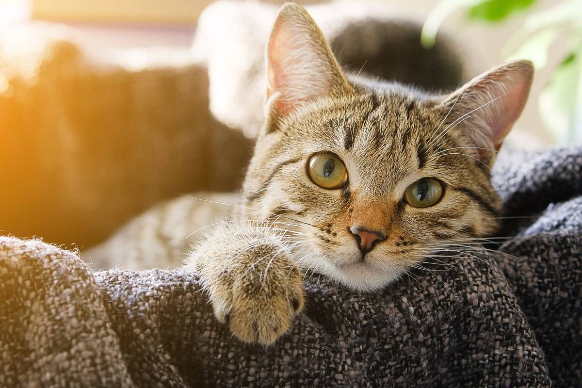 آیا احتمال ابتلای گربه‌ها به بیماری کووید ۱۹ وجود دارد؟