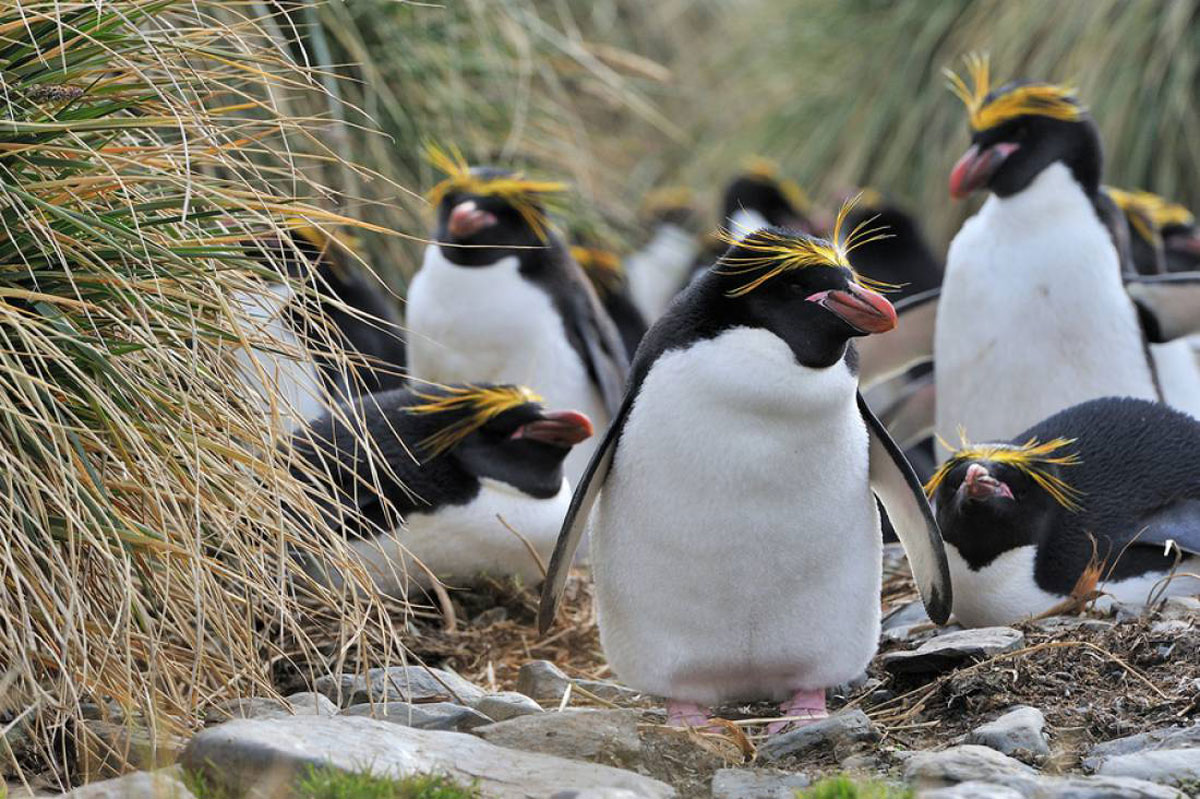 penguins vocalise under water/آوازخوانی پنگوئن ها زیر آب
